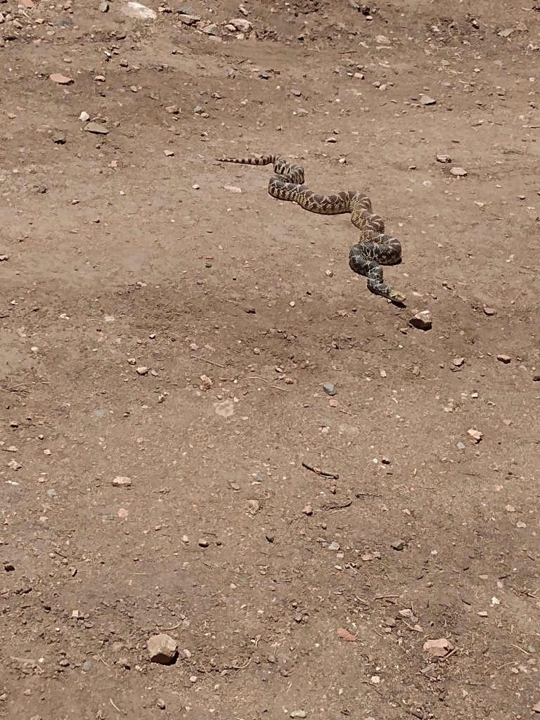 Brown Snake in the dirt