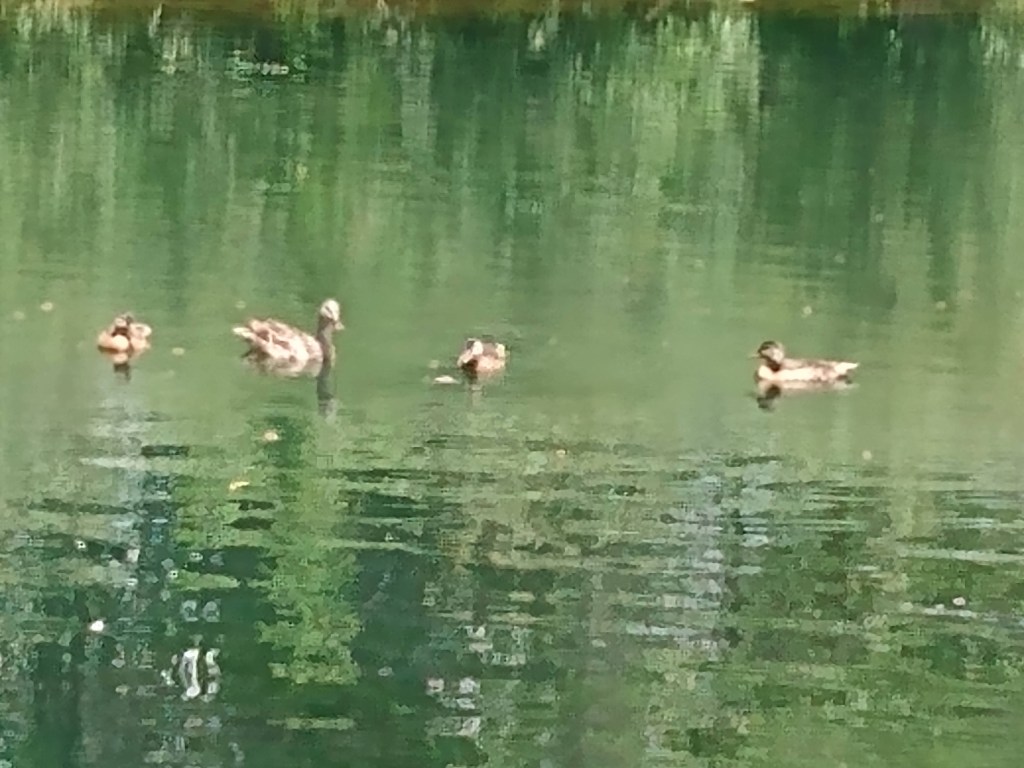 Brown and white ducks