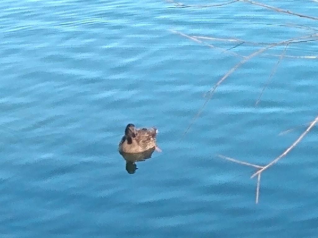 Brown duck