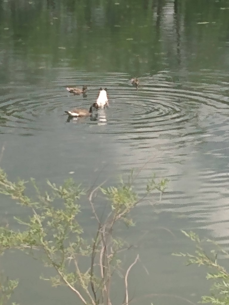 Brown ducks