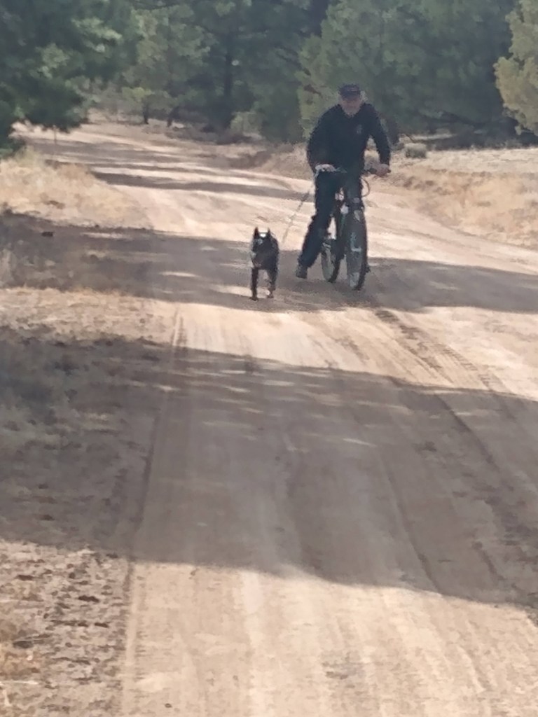 Black and white dog running down road with man dressed in black on a black bike