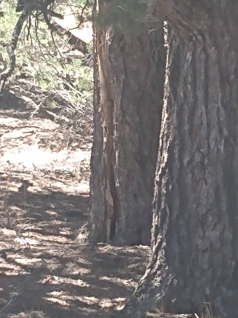 Brown trees