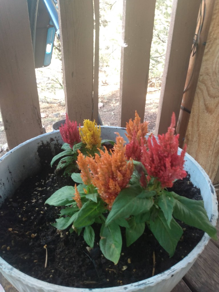 Orange, Red and Yellow Flowers