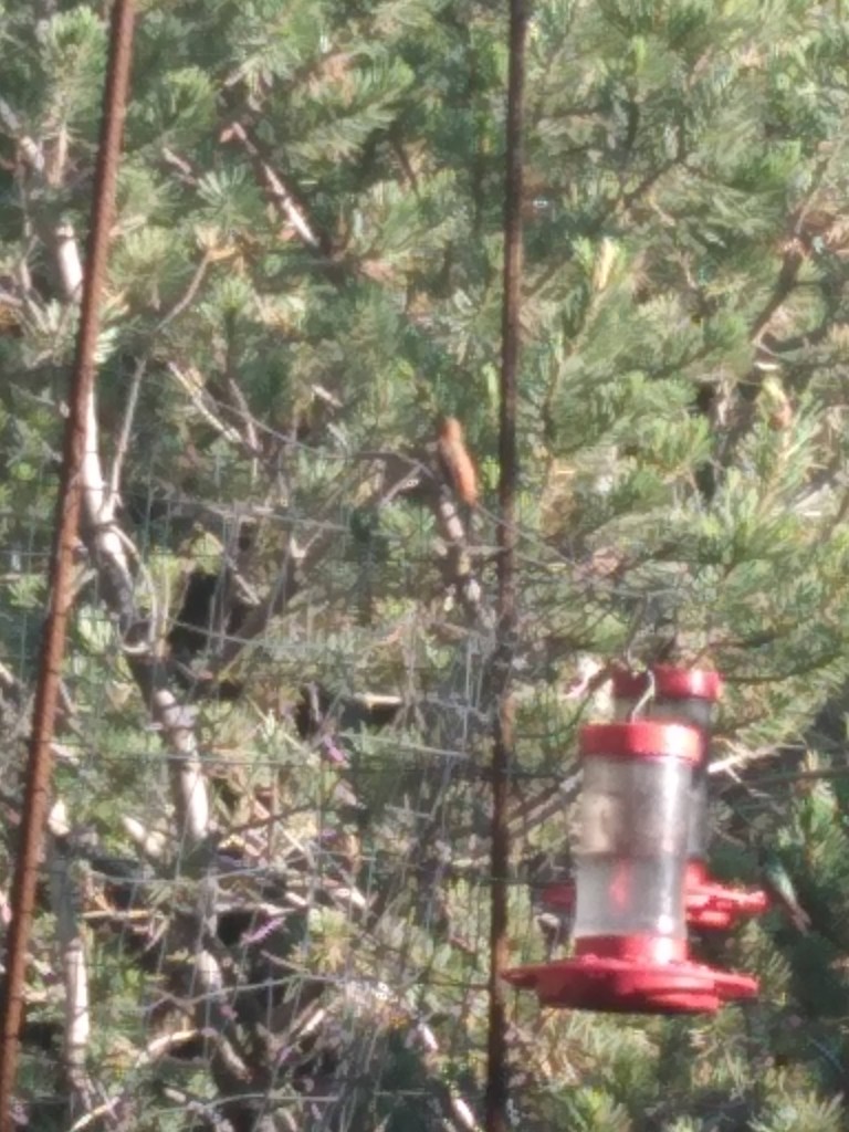 Back of Elusive Allen's Hummingbird