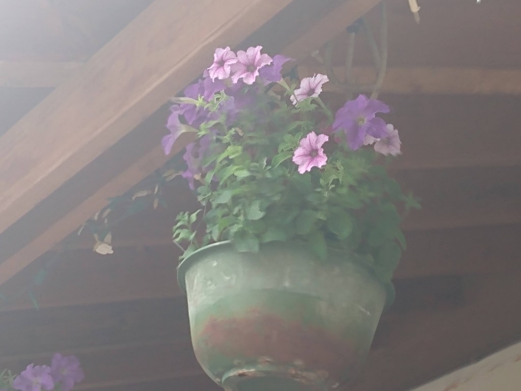 Purple Petunias