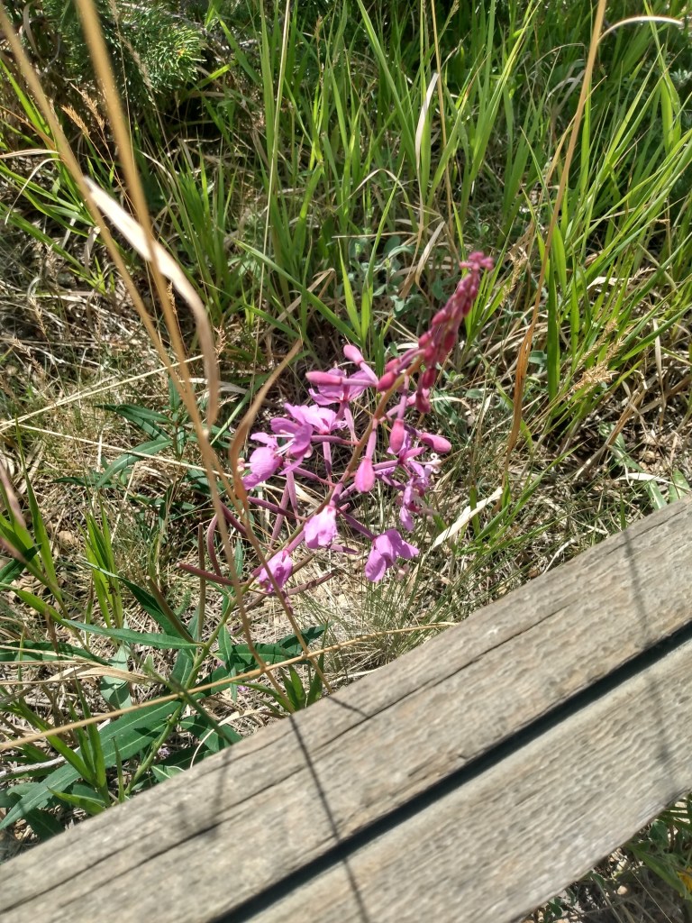 Purple Wildflowers