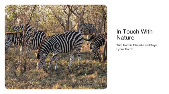 In Touch with Nature Banner - Zebras