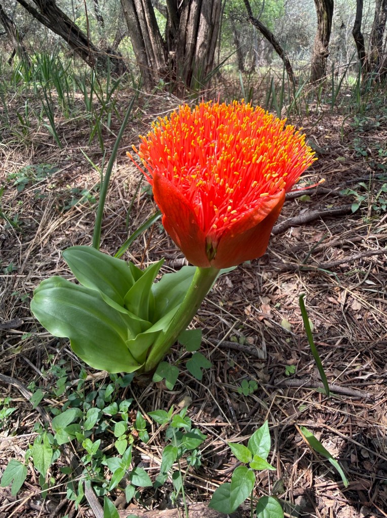 Paintbrush lily from the side