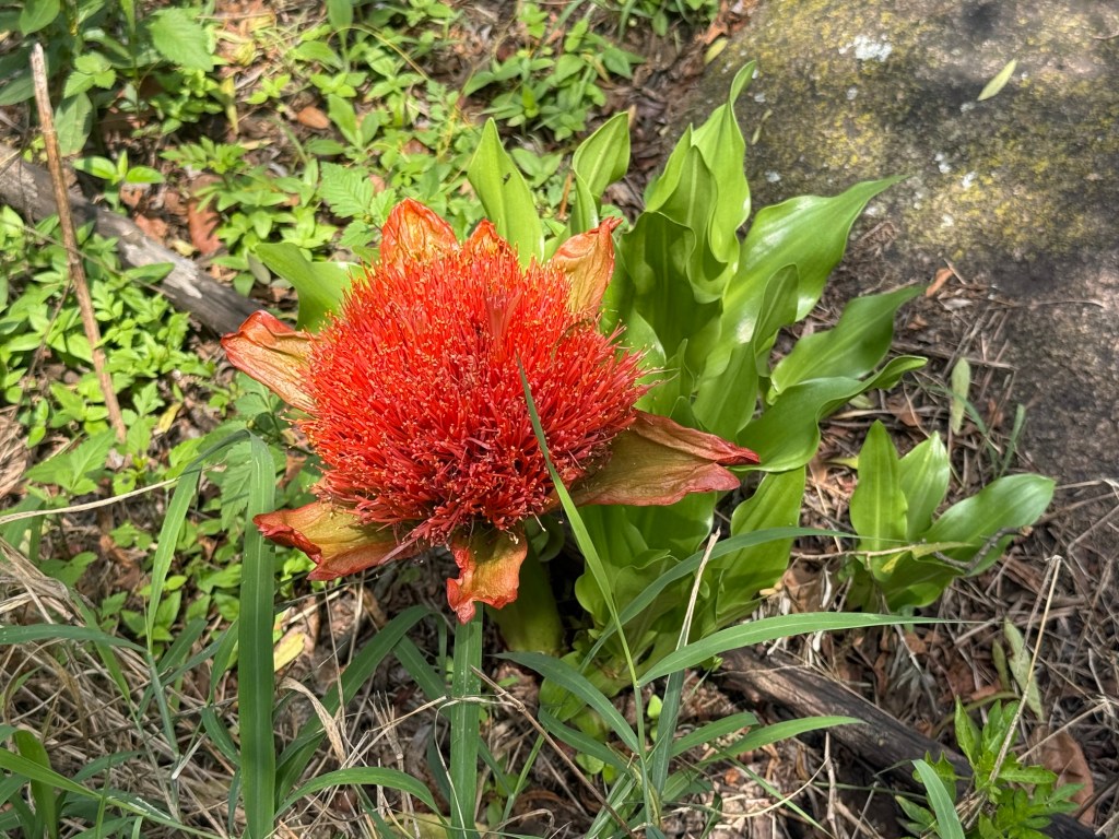 completely open paintbrush lily