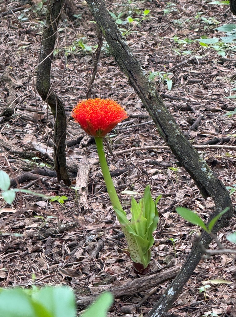 this photograph shows the mottled spots on the stem (at the bottom)