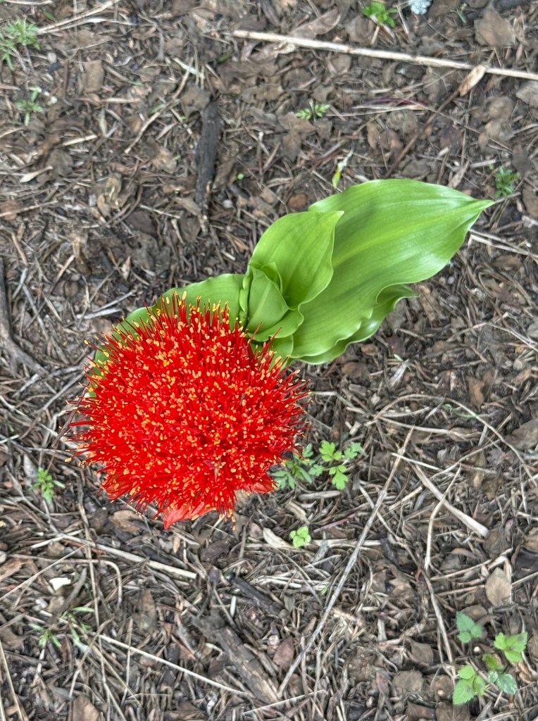 Paintbrush lily picture looking directly downwards