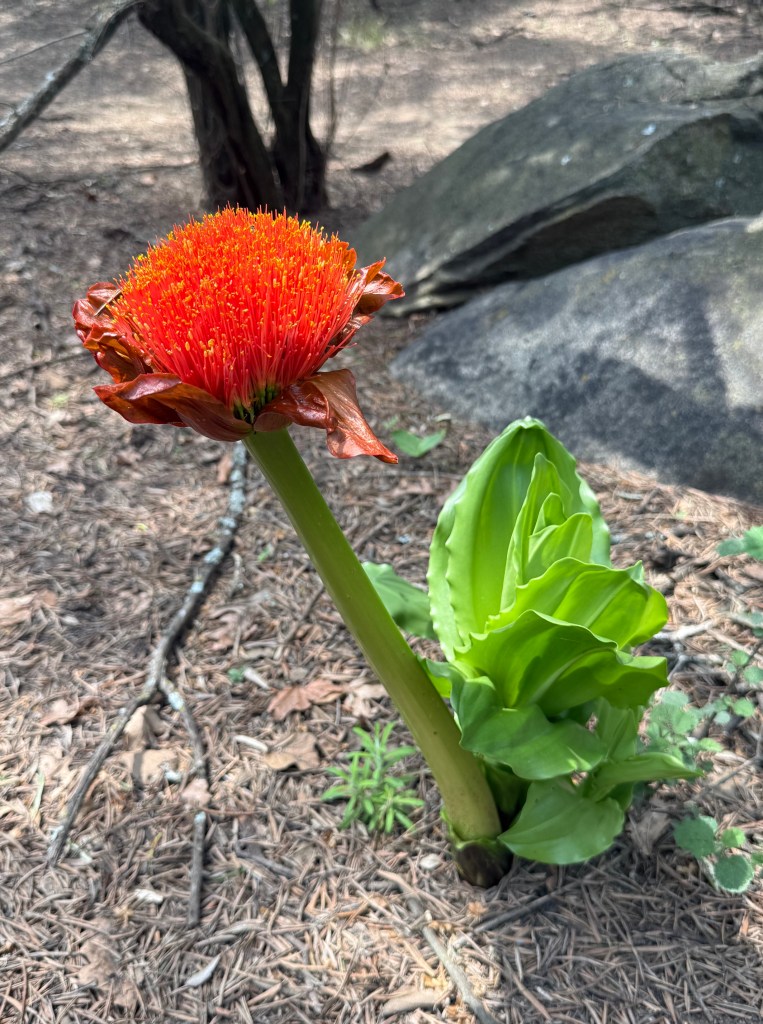 Paintbrush lily with an abundance of leaves