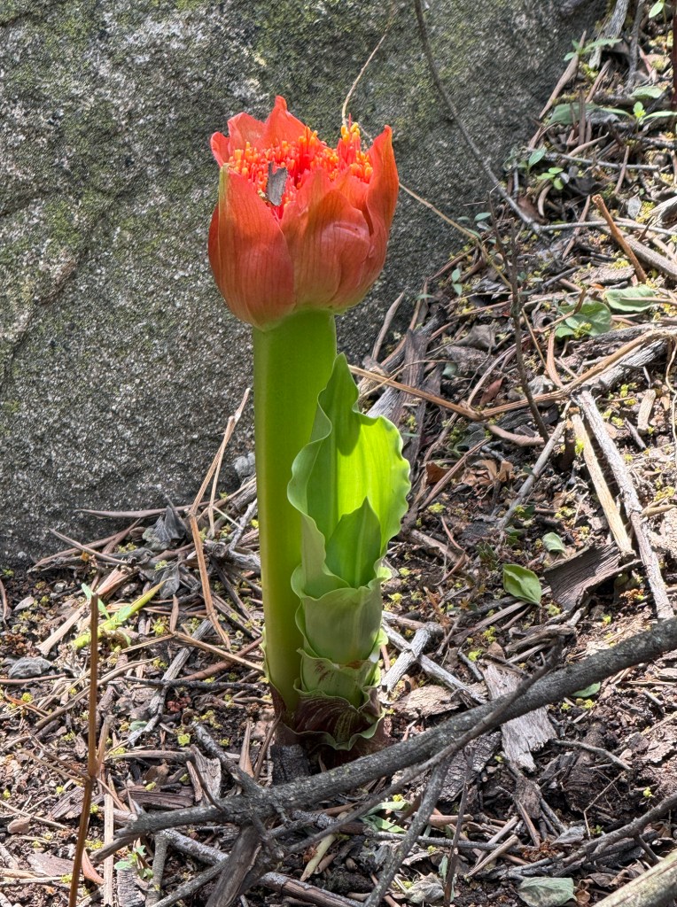 Paintbrush lily in the sunshine